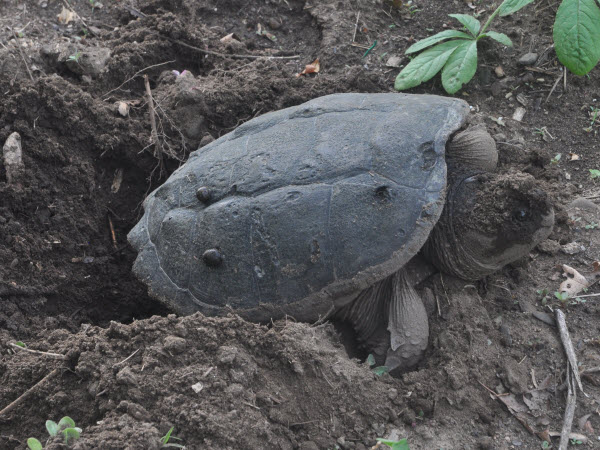 turtle snapping laying egg in garden assabet river concord 16061614
