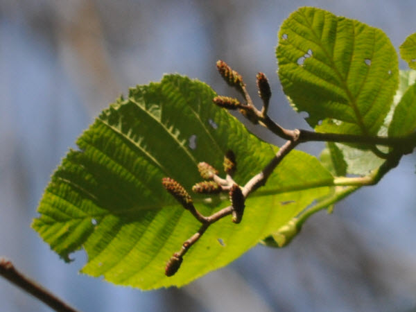 Alder tree catkin Fairhaven Bay Concord 17052103 leaf