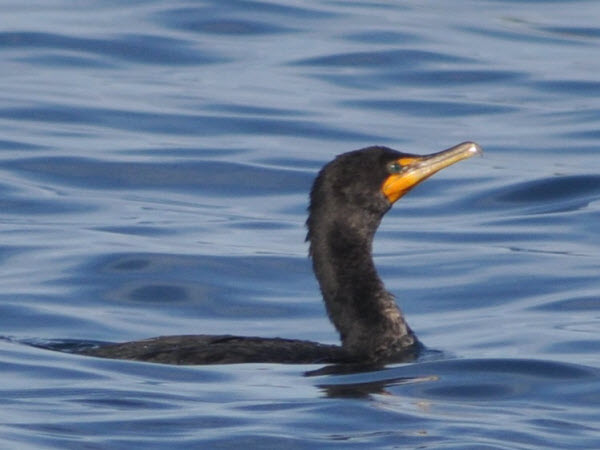 cormorant Moss Landing monterey 15120104