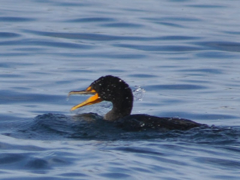 cormorant emerge fr dive Moss Landing monterey 15120103
