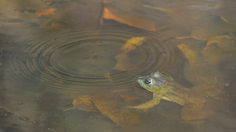 frog estabrook stream pond 2 13101802cr