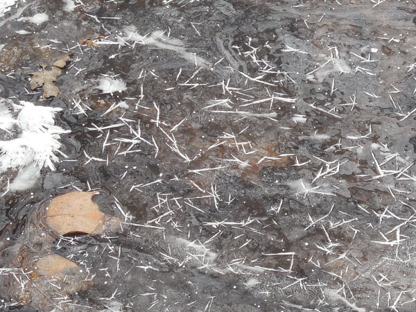 ice needles stream surface estabrook 15021402