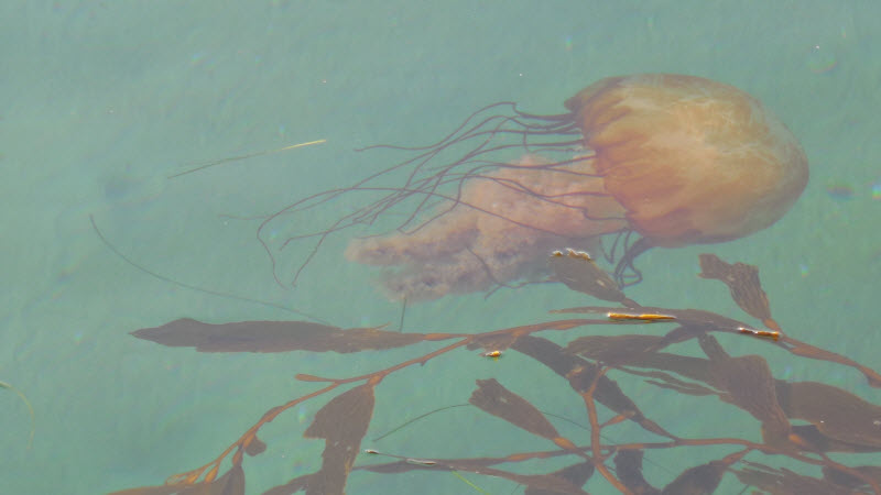 jellyfish monterey 131213cr