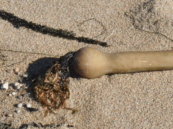 kelp bulb on beach Rs beach monterey 131212