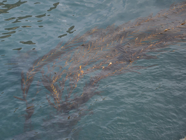 kelp floating 131215