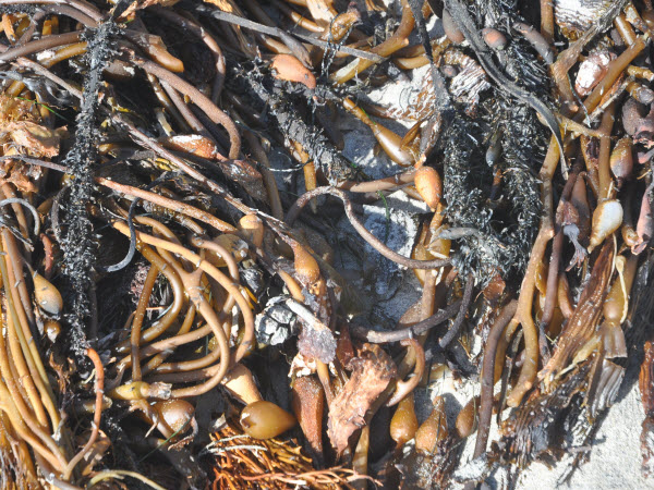 kelp nodules pfeiffer beach monterey 131215