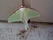 luna moth Ms cell phone columbus IN 150717