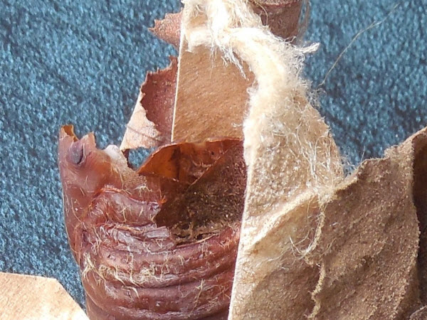 lunar moth cocoon columbus IN 14112805 detail