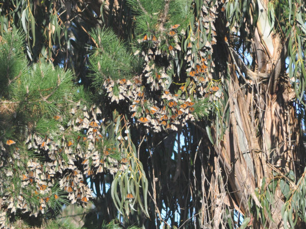 monarch eucalyptus monterey 13121401