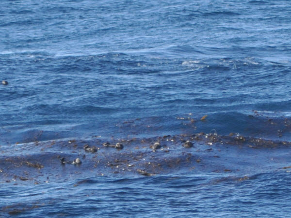 otter kelp point lobos monterey 15112706