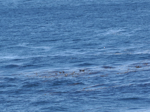 otter kelp point lobos monterey 15112707