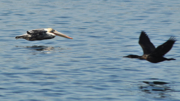 pelican w cormarant moss landing monterey 15120110