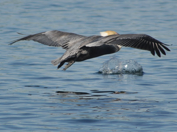 pelican w splash moss landing monterey 151209