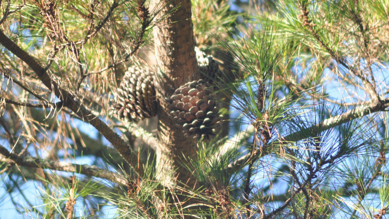 pine cones trunk lobos monterey 131212cr