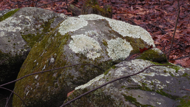 rock wall w lichen 140405cr