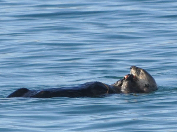 sea otter Moss Landing Monterey 15120101
