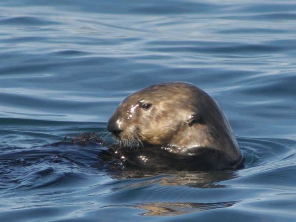 sea otter Moss Landing Monterey 15120102