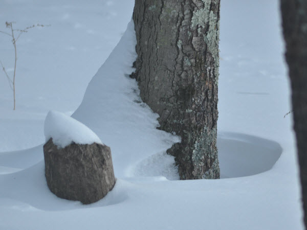 snow ring around tree punkataset 140103