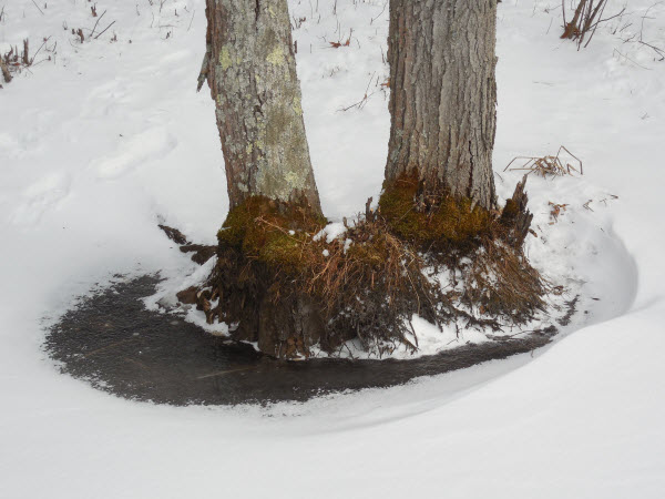 snow swirl around tree w moss 140202