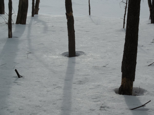 snow trees shadow estabrook 150307