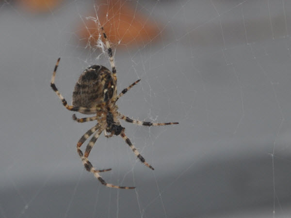 spider underside mere lea 13101202