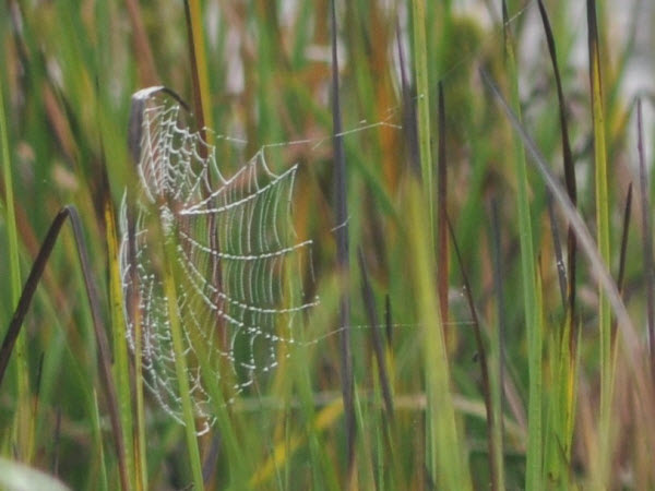 spider web mink pond estabrook 15091901