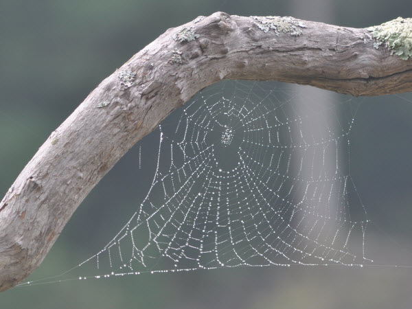 spider web mink pond estabrook 15091906