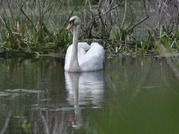 swan pair fairhaven bay 17052113