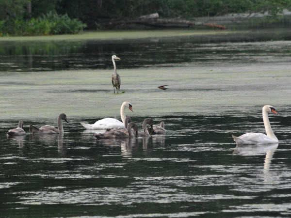 swans baby assabet stow forest 14072716