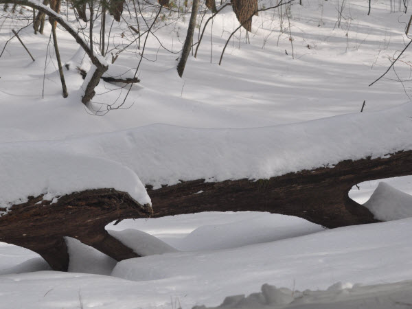 tree fallen snow estabrook 14020802