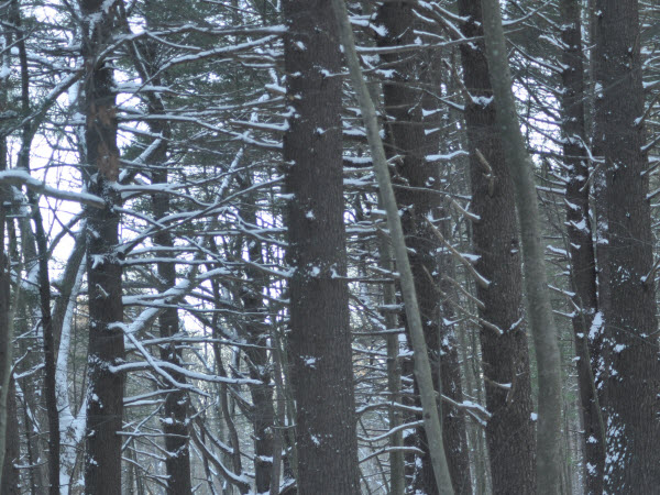 trees pine snow branches punkataset 14010302
