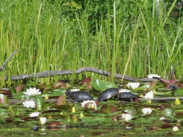 turtles hubbards marsh estabrook 15070501