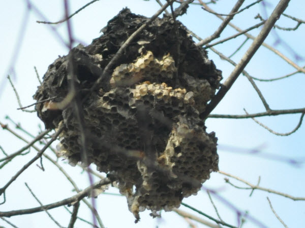 wasp nest tree forest estabrook 15040402