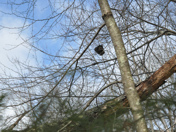 wasp nest tree forest estabrook 15040404