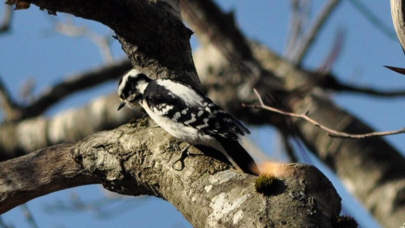 woodpecker femail megunticook 14051102cr