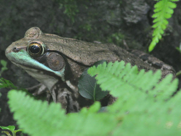 Green Frog estabrook 17070102
