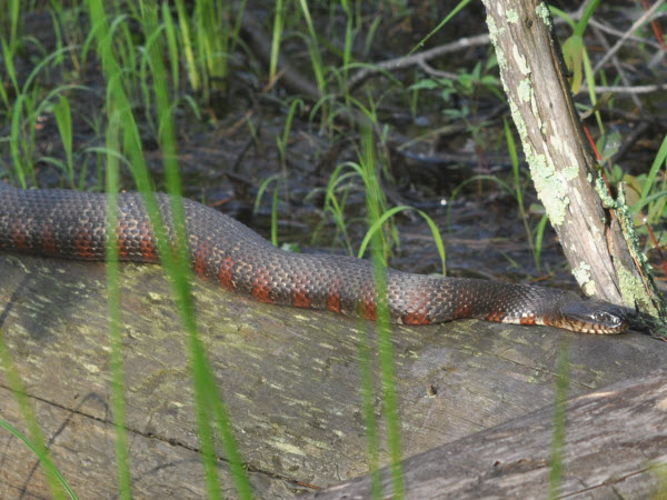 Snake Northern Water estabrook 17070102