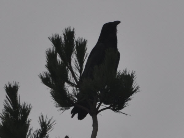 Raven Monterey 17020301