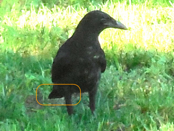 crow cousins field concord 170624 tail