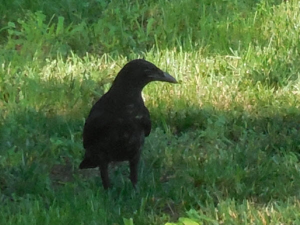 crow cousins field concord 170624