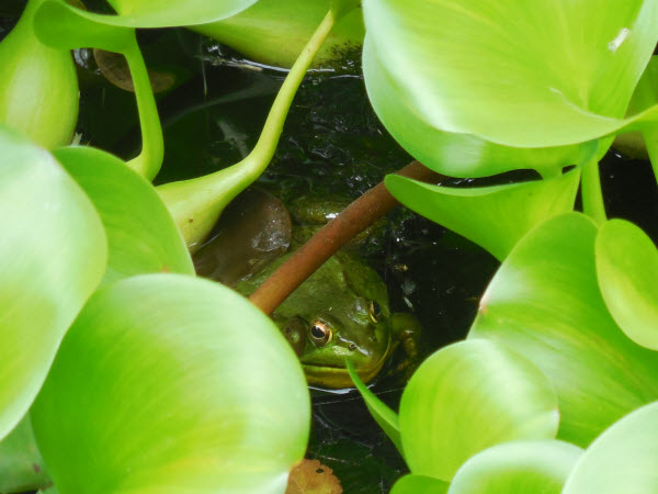 frog green water garden concord 15080102