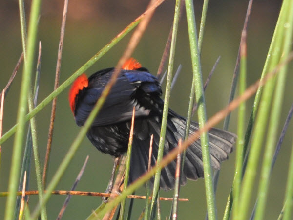 red winged blackbird back monterey 17020402