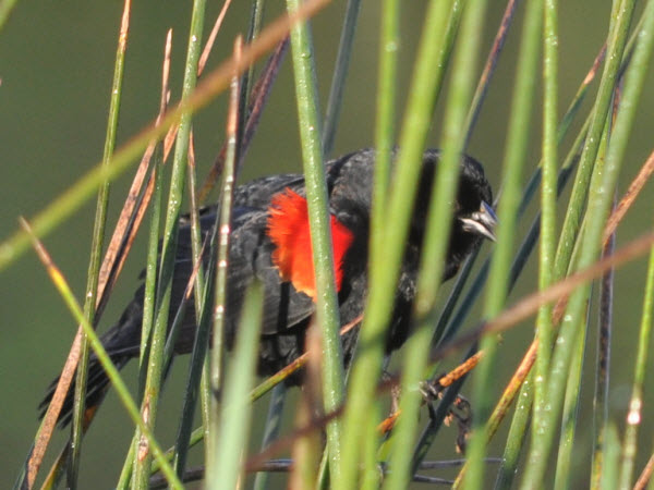 red winged blackbird monterey 17020403