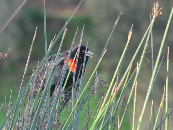 red winged blackbird monterey 17020405