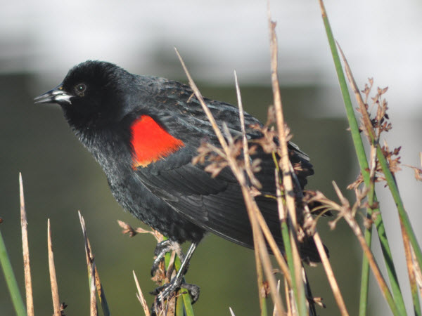 red winged blackbird monterey 17020411