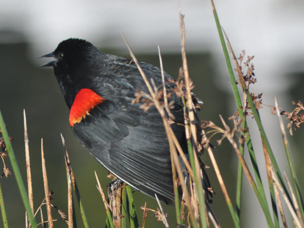 red winged blackbird monterey 17020412