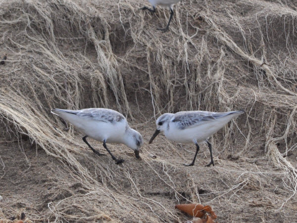 sand piper Fort Ord Dunes SP Monterey 17020418