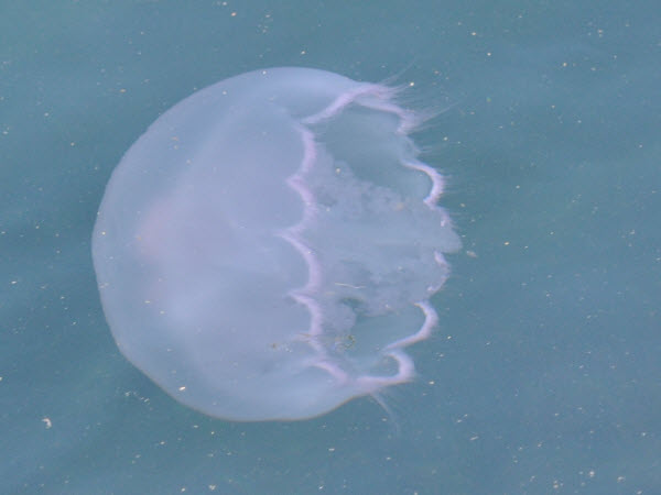 jellyfish moon harbor monterey 18021801