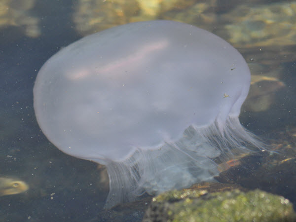 jellyfish moon harbor monterey 18021804