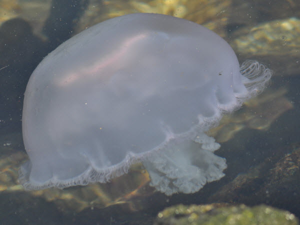 jellyfish moon harbor monterey 18021805
